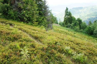üst kısımları ağaçlar ve gökyüzü, dağların mavidir. Orman yatay mesafe. Ukrayna, Karpatlar