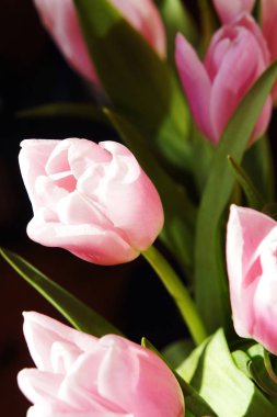 Pembe Lale Bahçe arka planda. narin çiçekler bahar Lale bahçede büyür