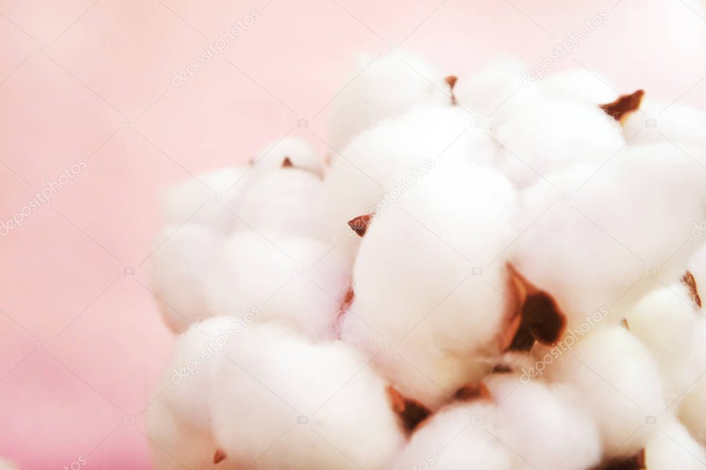 branch of white cotton flowers. Cotton branch on pink background Delicate white cotton flowers.