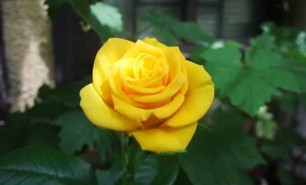 rose golden. Yellow roses in the garden is ready for Valentine\'s Day. Yellow rose in the garden.