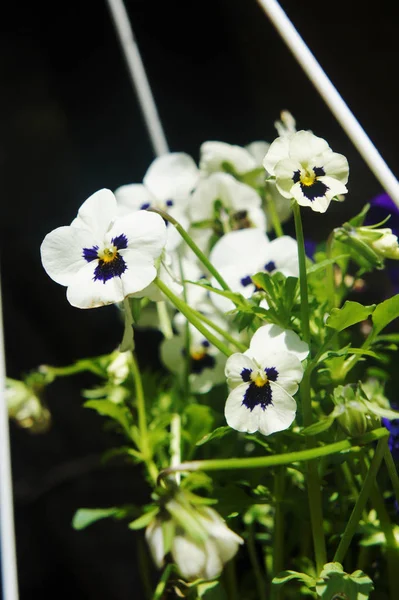 Pálidas brancas na foto do jardim. flor de pansy — Fotografia de Stock