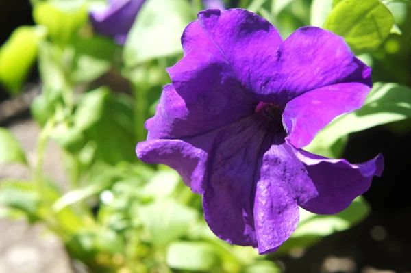 Petúnia roxa floresce no jardim no verão. aglomerado azul escuro de petúnias roxas penduradas na árvore de perto — Fotografia de Stock
