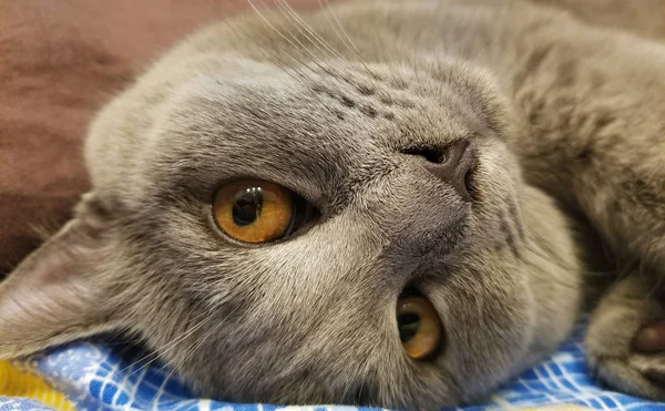 Gray british small kitten close-up. close-up of muzzle cat's. cute kitty — Stock Photo, Image