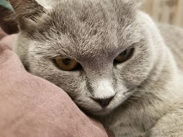 Gray british small kitten close-up. close-up of muzzle cat's. cute kitty — Stock Photo, Image