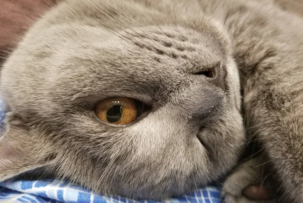 Gray british small kitten close-up. close-up of muzzle cat's. cute kitty — Stock Photo, Image