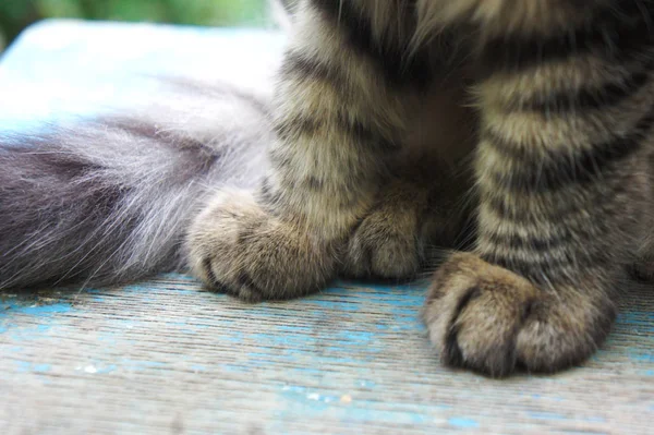 Tabby katt tassar. närbild randig kattunge tassar — Stockfoto