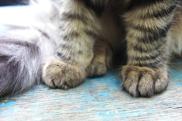 Tekir kedi pençeleri. yakın çekim şeritli yavru kedi pençeleri — Stok fotoğraf