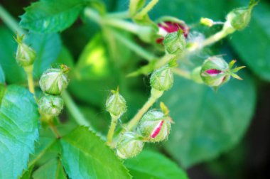 Kırmızı güllerin bahçedeki. Güzel kırmızı gül çiçekler çiçek açmış. Bir çalı gül