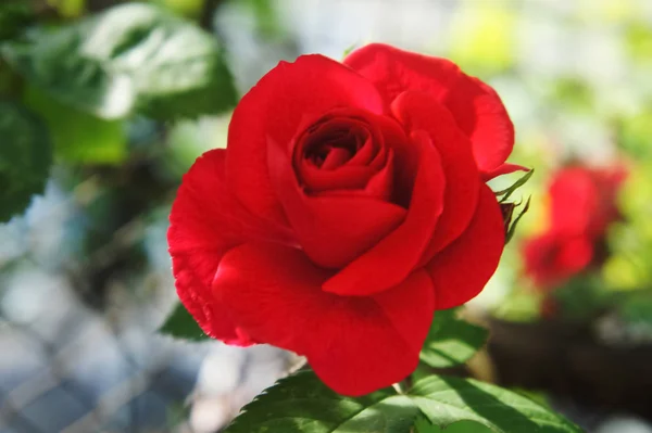Roses rouges dans le jardin. Belle floraison de roses rouges.Roses sur un buisson — Photo
