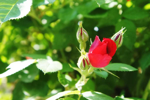 Red roses in the garden. Beautiful blooming red rose flowers.Roses on a bush — Stock Photo, Image