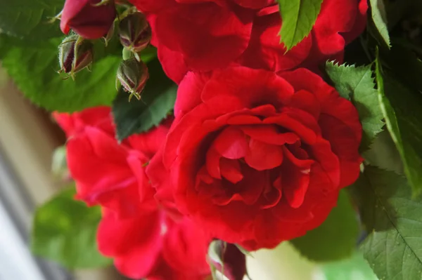 Red roses in the garden. Beautiful blooming red rose flowers.Roses on a bush — Stock Photo, Image