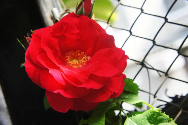 Rote Rosen im Garten. schöne blühende rote Rosenblüten.Rosen auf einem Strauch — Stockfoto