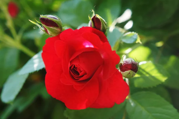 Rosas rojas en el jardín. Hermosas flores de rosas rojas florecientes.Rosas en un arbusto — Foto de Stock
