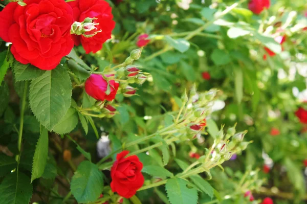 Red roses in the garden. Beautiful blooming red rose flowers.Roses on a bush — Stock Photo, Image