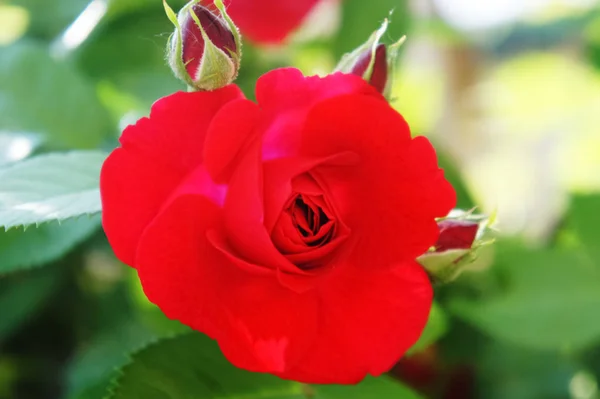 Red roses in the garden. Beautiful blooming red rose flowers.Roses on a bush — Stock Photo, Image