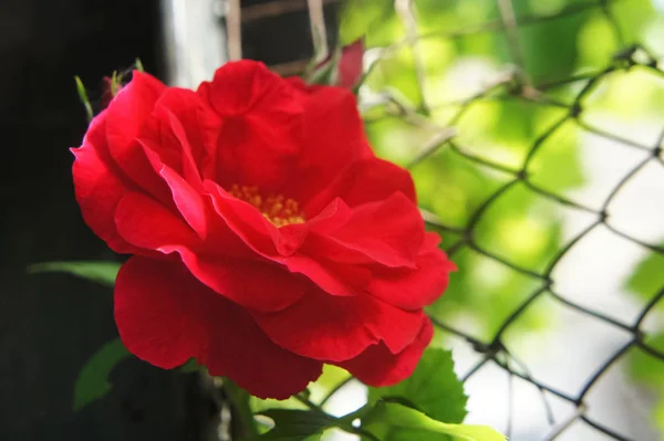 Rosas vermelhas no jardim. Flor bonita rosa vermelha flowers.Roses em um arbusto — Fotografia de Stock