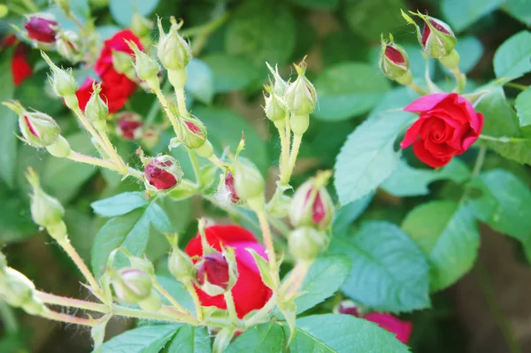 Red roses in the garden. Beautiful blooming red rose flowers.Roses on a bush — Stock Photo, Image