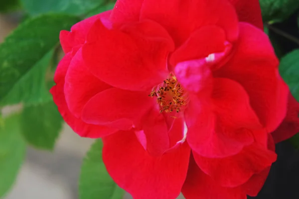 Rosas vermelhas no jardim. Flor bonita rosa vermelha flowers.Roses em um arbusto — Fotografia de Stock