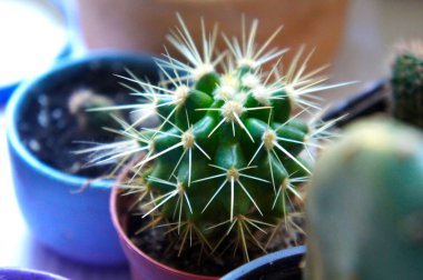 pencere üzerinde bir tencerede küçük kaktüs