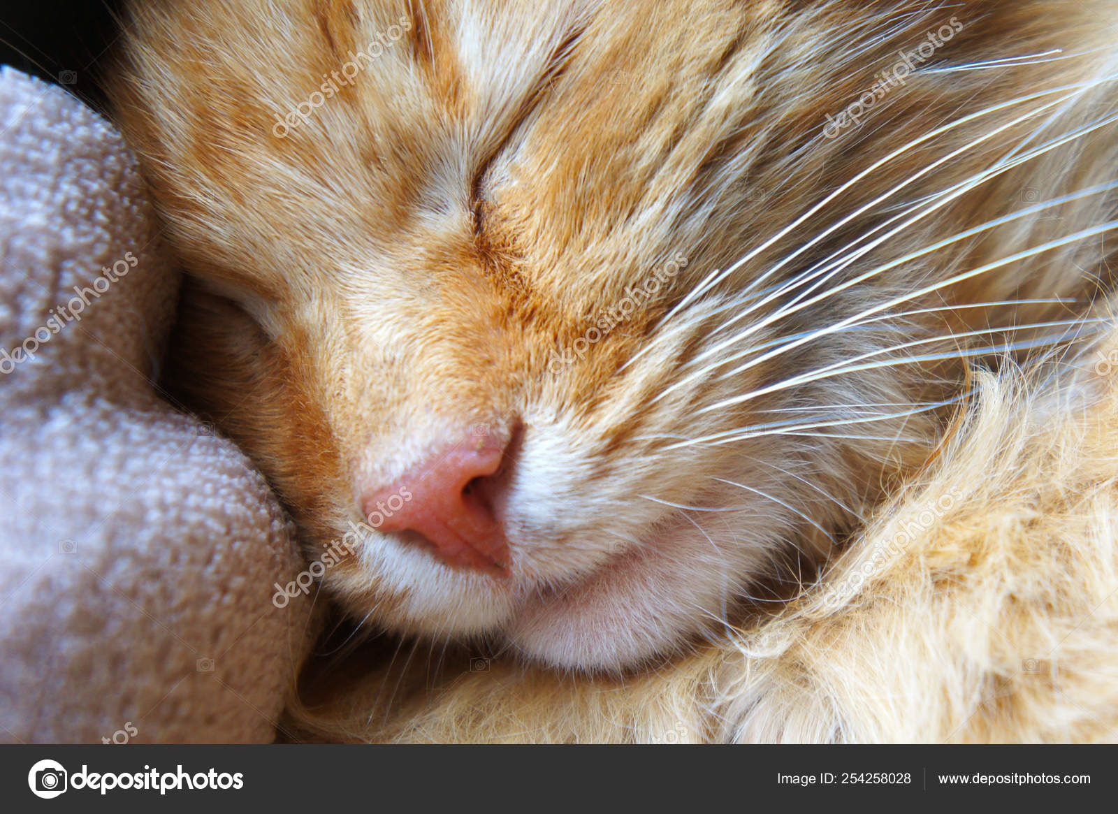 Chat Roux Endormi Gros Plan Museau Rose Du Nez Du Chat Pres Image Libre De Droit Par Vikatomas 10 Gmail Com C