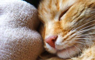 zencefil kedi yakın çekim pembe kedi burun namlu yakınındaki uyku