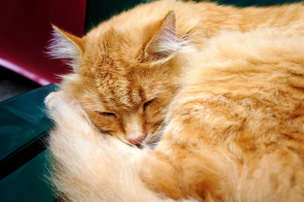 Імбирний кіт спить згорнутий на вулиці — стокове фото