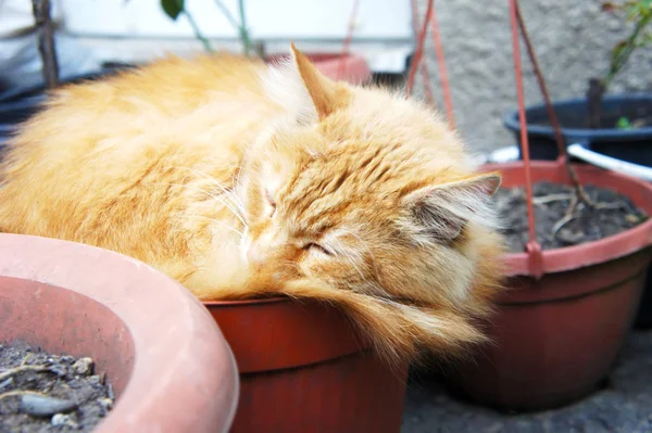 生姜猫睡在锅里 — 图库照片