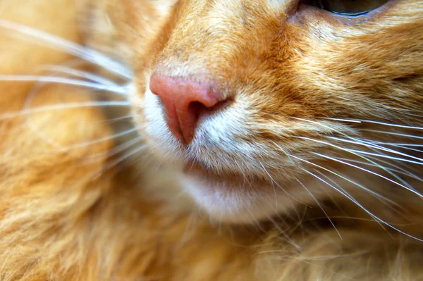 Γκρο πλαν του ρύγχους, μέρος ενός προσώπου. γάτα μύτη τζίντζερ — Φωτογραφία Αρχείου