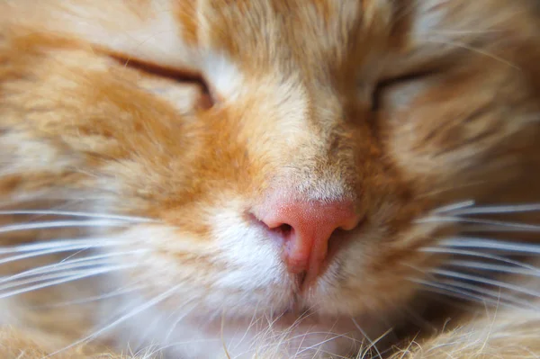 Sleeping ginger cat close-up pink cat's nose muzzle near — Stock Photo, Image