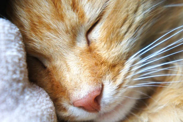 Sleeping ginger cat close-up pink cat's nose muzzle near — Stock Photo, Image