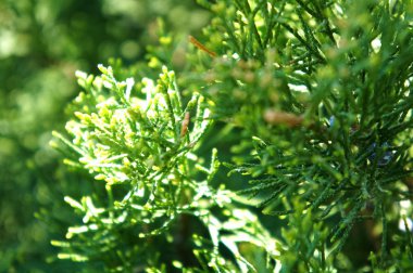Bush, Mazı (bitki). Güzel yeşil Noel Mazı ağaçlarının yaprakları. Mazı (bitki) dal, Mazı occidentalis herdem yeşil bir iğne yapraklı ağaçtır.
