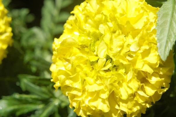 Tagetes patula amarelo pétalas de flores amarelas redondas como um chapéu — Fotografia de Stock