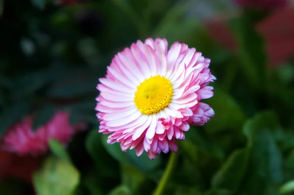 Un jardín verde, primer plano. rosa flor de una margarita — Foto de Stock