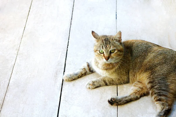 Ριγέ επισημασμένη γάτα μοιάζει στο πάτωμα — Φωτογραφία Αρχείου