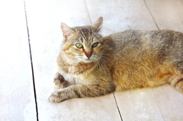 Rayas manchado gato miradas en el suelo —  Fotos de Stock