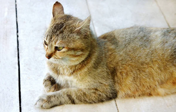 Chat tacheté rayé regarde sur le sol — Photo