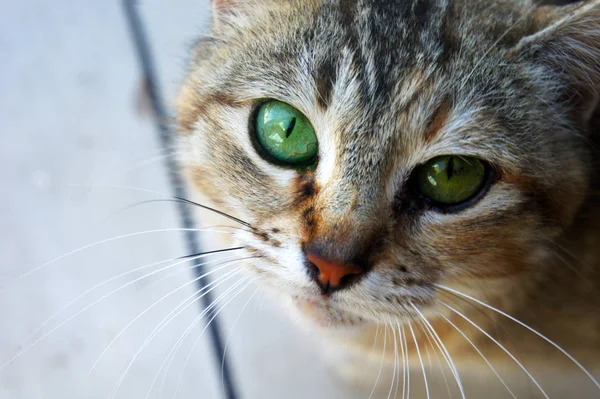 Kattens munkorg tabby katt katt huvud ser stora kattens ögon ung katt — Stockfoto