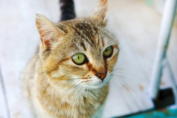 Tabby gato cabeza buscando Grande gato 's ojos joven gato —  Fotos de Stock