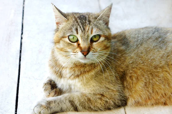 床に見える縞模様の斑点を付けられた猫 — ストック写真