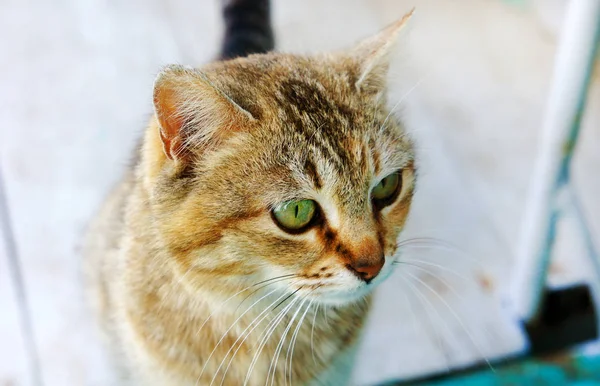Tabby gato cabeza buscando Grande gato 's ojos joven gato —  Fotos de Stock