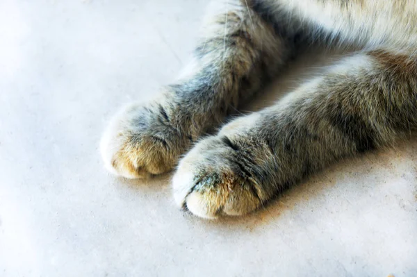 Cute cat's paws on a wooden white half-tabby cat — Stock Photo, Image