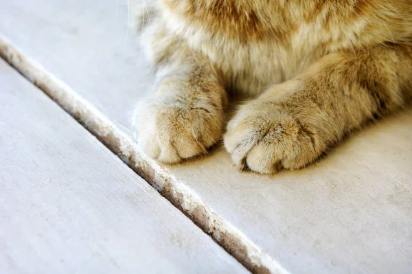 Cute cat's paws on a wooden white half-tabby cat — Stock Photo, Image