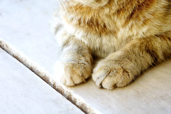 Lindo gato 's patas en un madera blanco medio tabby gato —  Fotos de Stock