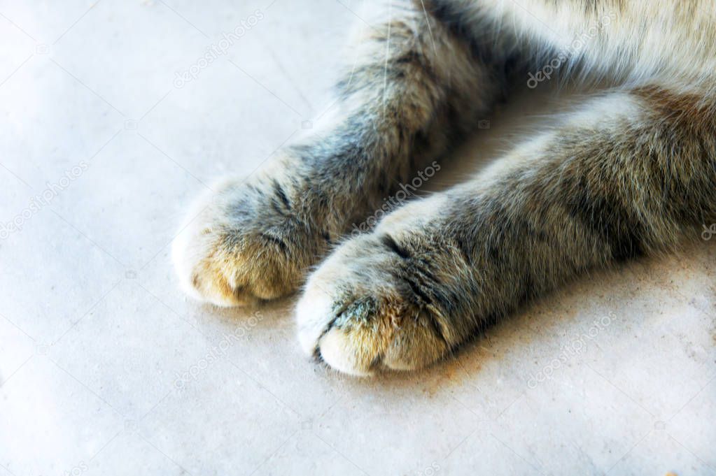 cute cat's paws on a wooden white half-tabby cat