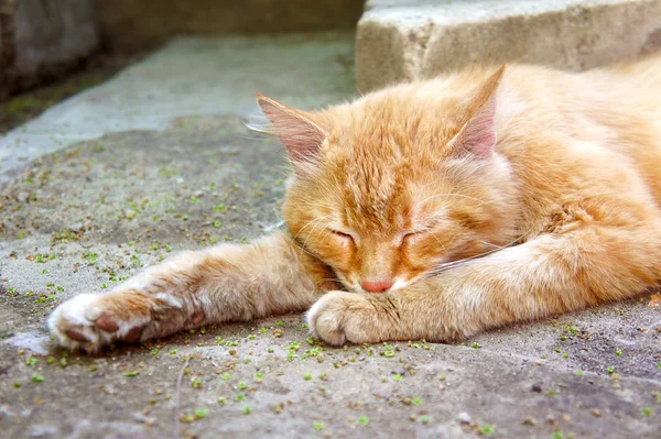 Імбирний кіт на вулиці на асфальті — стокове фото