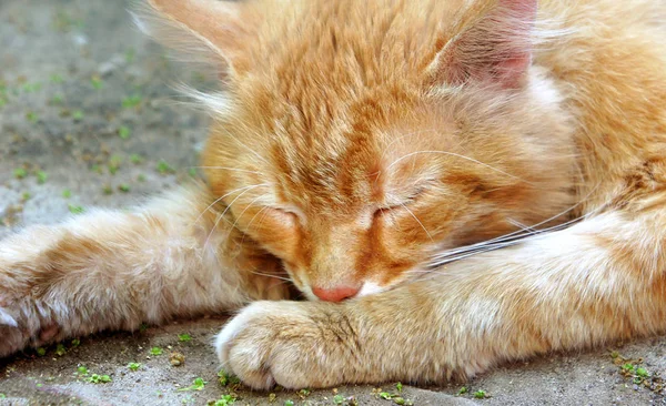 Ginger cat på gatan på asfalt — Stockfoto