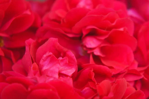 Buquê de pétalas de uma rosa selvagem vermelha — Fotografia de Stock