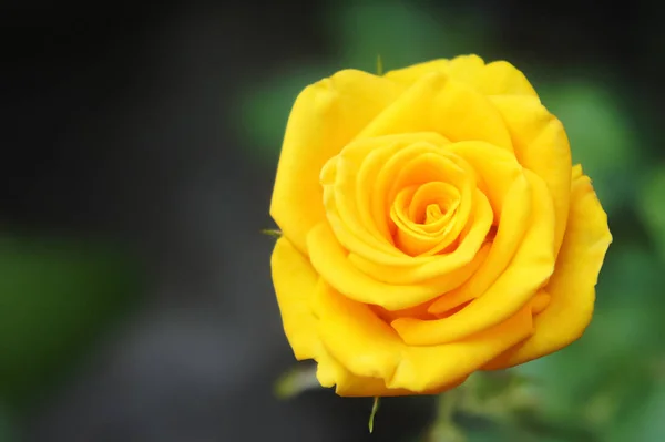Rose jaune sauvage gros plan photographie — Photo