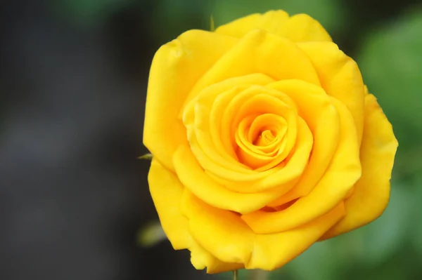 Желтая роза крупным планом — стоковое фото
