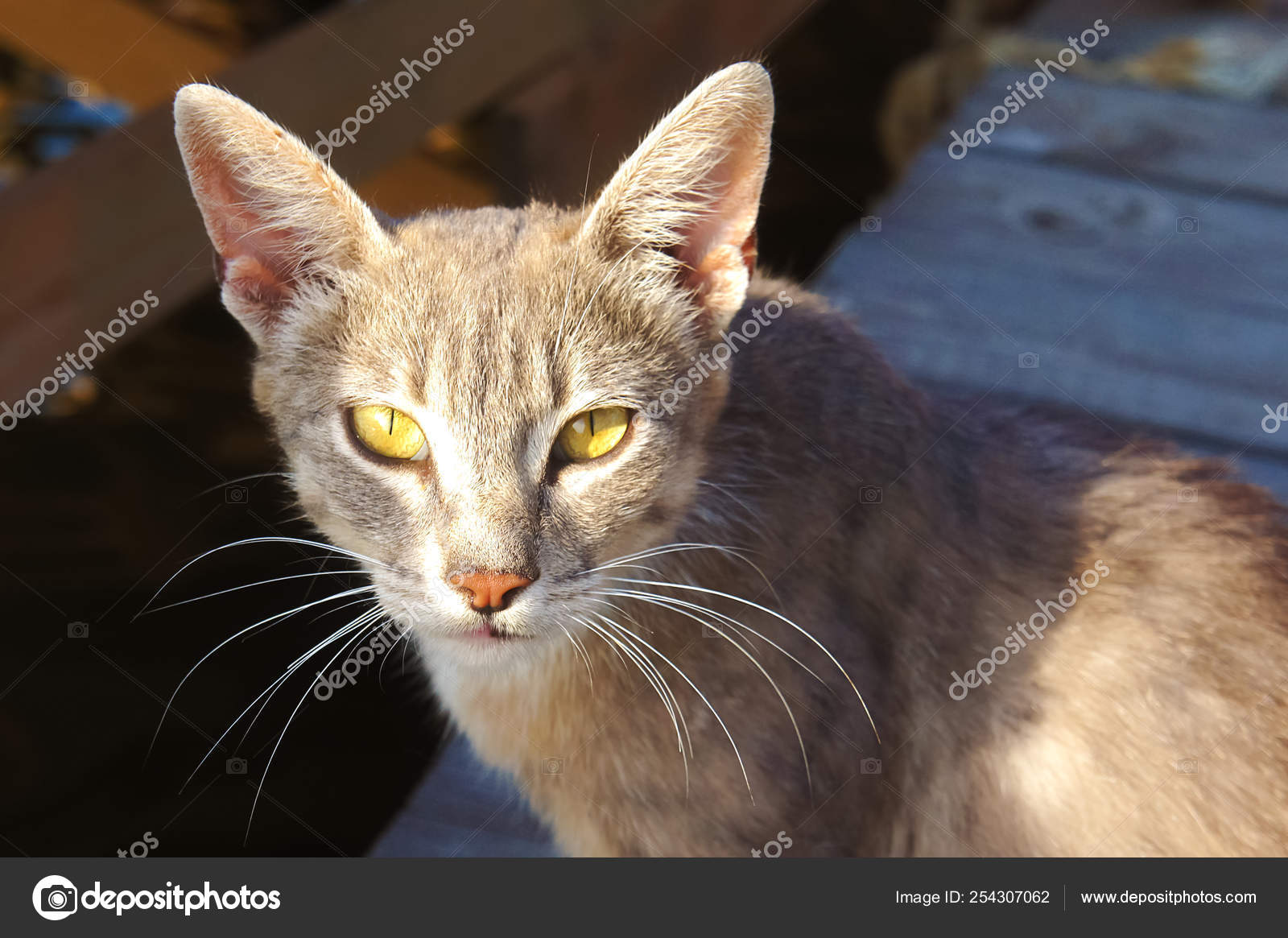 Lynx Chat Gris Avec De Grandes Oreilles Et Les Yeux Jaunes Est Couche Regardant Sans Abri Au Soleil Photographie Vikatomas 10 Gmail Com C